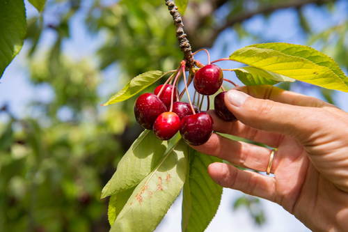 cherries-pickingjpg