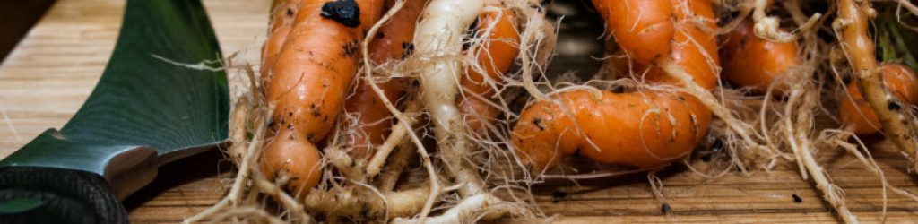 carrots