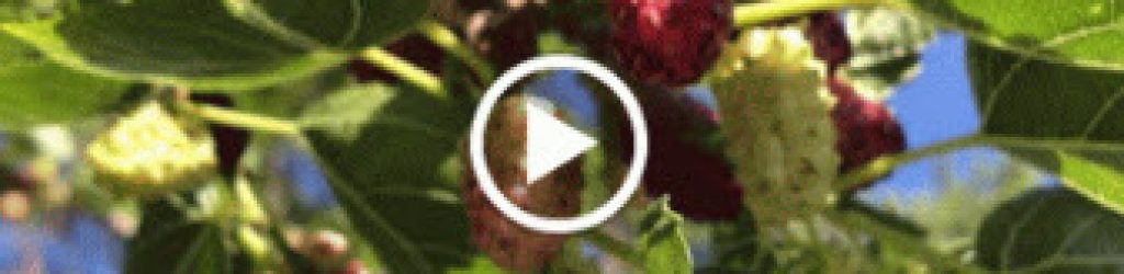 mulberries