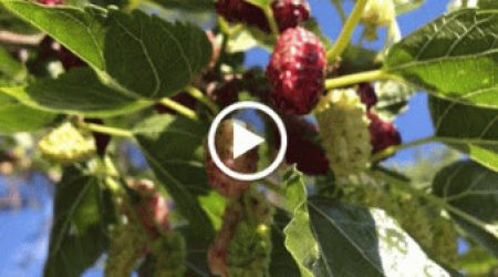 mulberries