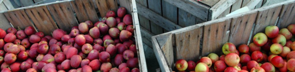 apples