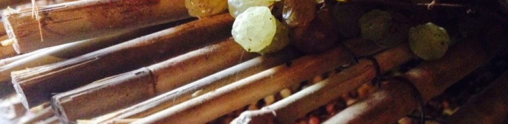 Castello_Sonnino_Malvasia_Italy-Food-Roots-no-filter