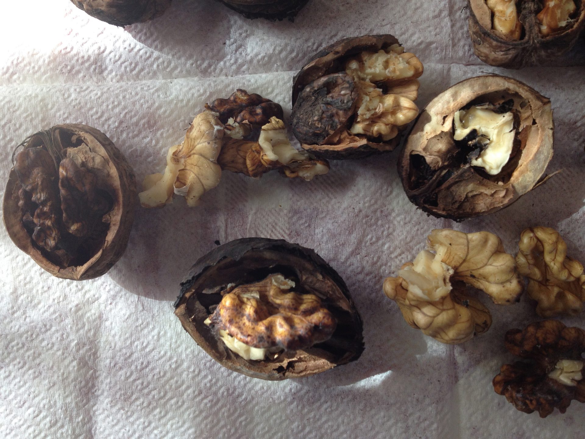Italian Walnuts Come From USA Italy Food Roots