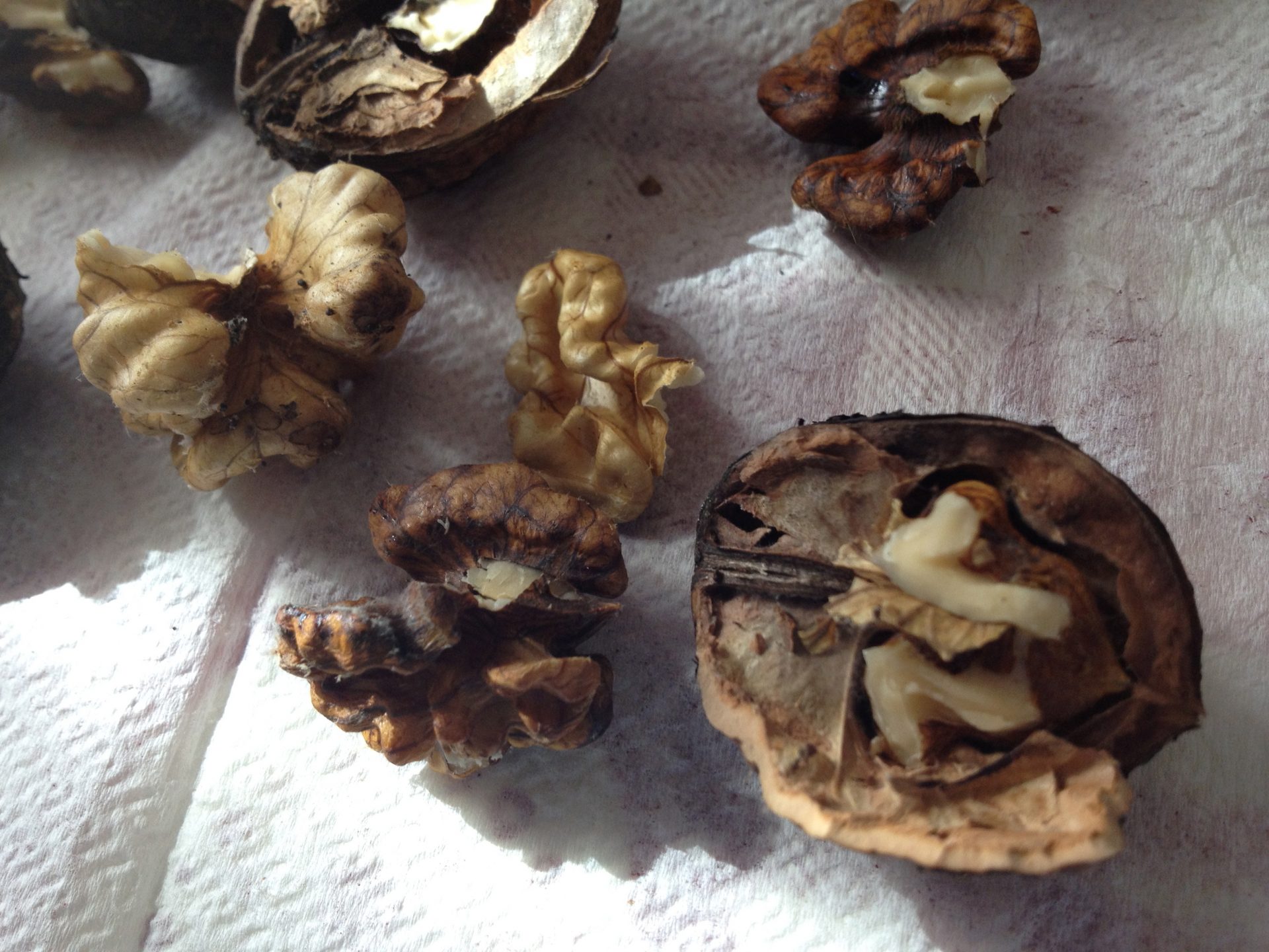 Italian Walnuts Come From USA Italy Food Roots
